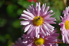 Eristalis tenax