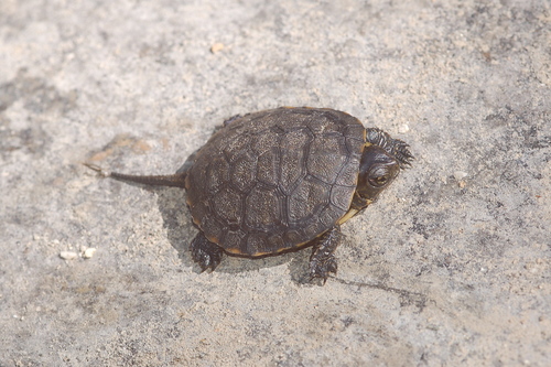 Southwestern Pond Turtle