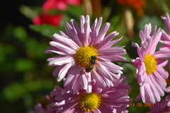 Eristalis tenax