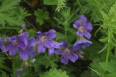 Geranium gymnocaulon