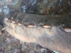 Cryptoplax striata