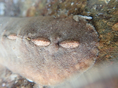 Cryptoplax striata