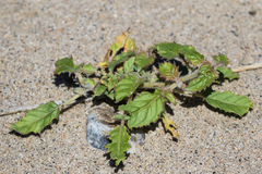 Chylismia
