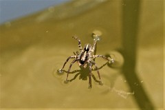 Artoriinae
