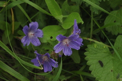 Geranium gymnocaulon