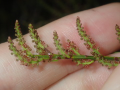 Leptomeria acida
