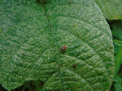 Chiridopsis