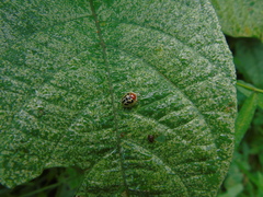 Chiridopsis