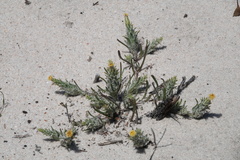 Podotheca angustifolia