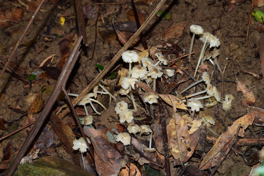 Termitomyces microcarpus · August 2015 · photo: © raingel (iNaturalist, cc-by)