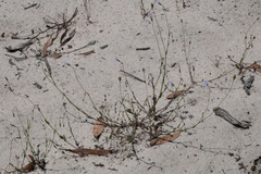 Wahlenbergia gracilenta