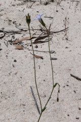 Wahlenbergia gracilenta