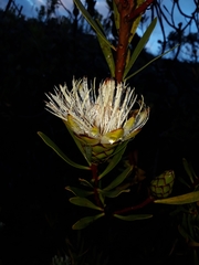 Protea lanceolata