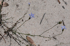 Wahlenbergia gracilenta