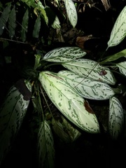 Aglaonema