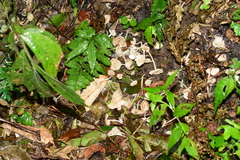 Termitomyces microcarpus