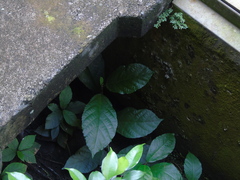 Ficus montana