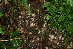 Termitomyces microcarpus