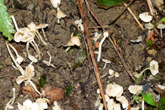 Termitomyces microcarpus