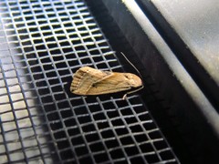 Micrathetis tecnion