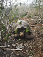 Chelonoidis niger chathamensis