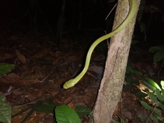 Boiga cyanea