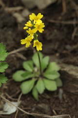 Draba hispida