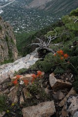 Castilleja applegatei viscida