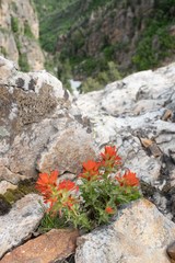 Castilleja applegatei viscida