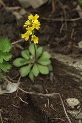 Draba hispida