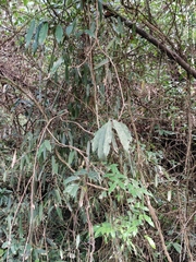Smilax glabra