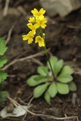 Draba hispida