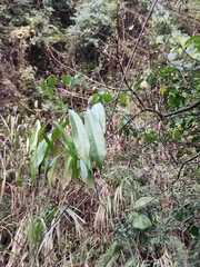 Smilax glabra