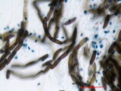 Kretzschmaria lucidula