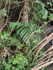 Menisciopsis penangiana