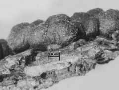 Kretzschmaria lucidula