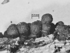 Kretzschmaria lucidula