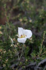 Calochortus nuttallii