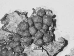 Kretzschmaria lucidula