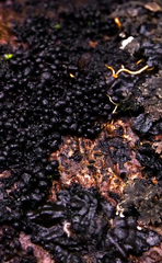 Kretzschmaria lucidula