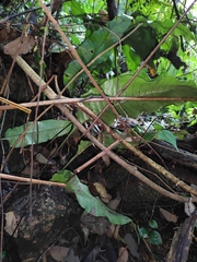 Neocheiropteris ovata