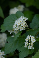 Physocarpus monogynus