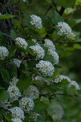 Physocarpus monogynus