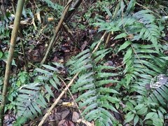 Dryopteris scottii