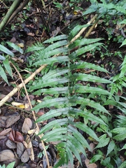Dryopteris scottii