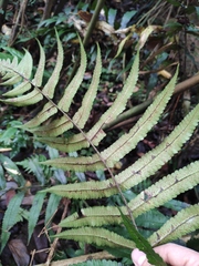 Dryopteris scottii