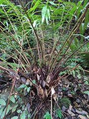 Osmunda vachellii