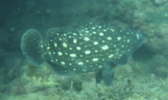 Epinephelus coeruleopunctatus
