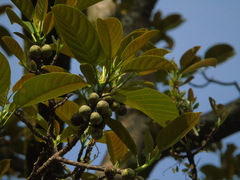 Ficus callosa