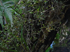 Bulbophyllum clandestinum
